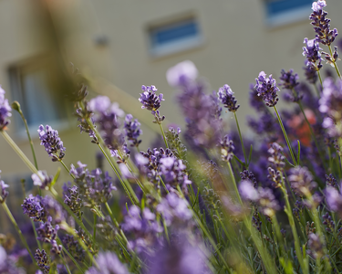 Nahaufnahme von Lavendelblüten