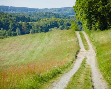 Ein schmaler Weg führt über eine Wiese, weiter hinten ist ein Wald zu sehen